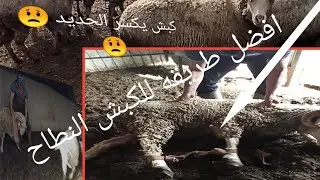 طريقه المعامله مع الكبش النطاح والحل موجود