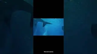 Healing music whale shark swimming #animals #peacefulwaves #wildlife