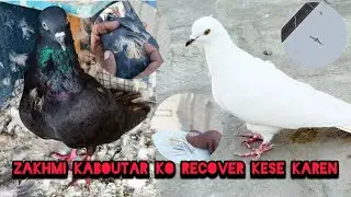 Zakhmi kaboutar ko recover kese karen is vidieo men bataya gaya he👈 😱🦅