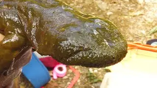 Hellbender Salamander Egg Collection