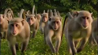 Monkey cortoon video 