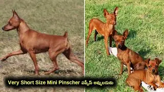 Short Size Mini Pinscher puppies for sale in telugu/ 89787 35938 /aj pets