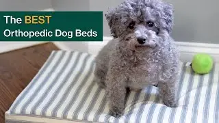 6 Best Orthopedic Dog Beds of 2022