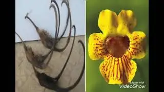 ดอกสวย ลูกแปลก🌼 Ibicella Lutea (Teufelskralle)