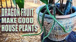 GROWING DRAGON FRUIT INDOORS as HOUSE PLANTS