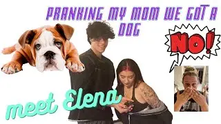 PRANKING MY MOM + MASON & I BOUGHT A DOG TOGETHER! **bad idea**