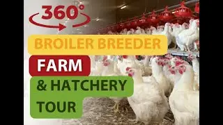 Broiler Breeder Farm & Hatchery 360 video
