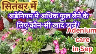 Adenium plant care in September || Fertilizer for adenium in September/monsoon care