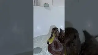 Billy The Pet Duck Formula 1