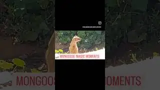 MEET GHAKHULU ☆ YELLOW MONGOOSE ☆ CYNICTIS PENICILLATA ☆ MONGOOSE MAGIC MOMENTS ☆ YELLOW MONGOOSES