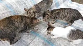 Cat Feeding Day 106 🇵🇭