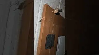 Cat-faced Spider Feeding