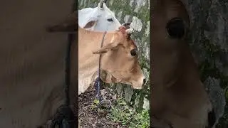 Monkey, eat potato