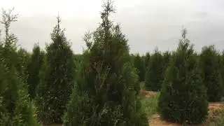 Thuja occidentalis &lsquo;Elegantissima&rsquo;