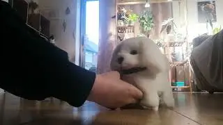Wuffy robot dogs (SCAM) 