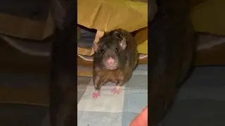Rat Popcorning 😄 #petrat #rats #pets #funnyanimals