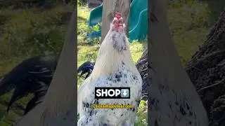 Time to SHOP! Check out our new STORE and grab some goodies 🐔🎉 #chickens #shopping #merch #memes