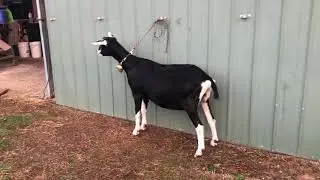 British Alpine goat Fontana Valencia 2018