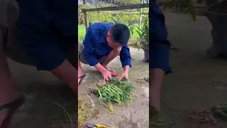 How to growing orchid by hanging #orchid