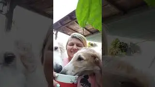 Классика - утро, кофе, Сара.. И Саранчата) И чашка, модернизированная Стичем#доброеутро  #dogmorning