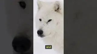 Arctic Wolf: Beauty of the Frozen Tundra