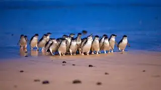 Day 4 in Melbourne 🐧✨ Penguin Parade at Phillip Island