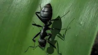 Doraleous - Sexy Ant Whispers (3 minutes loop)