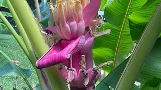 Musa velutina Update!