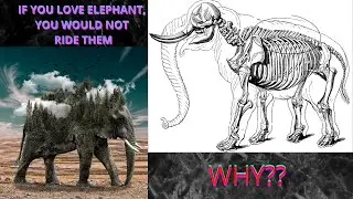 Why not to ride elephants?