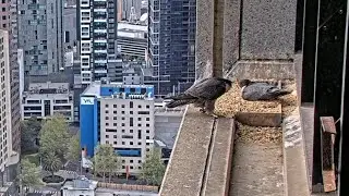 Falcon Mom return after break for her egg duty | 367 Collins Falcons | Sep 28, 2025