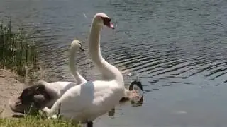 a cute swan family lives in a city pond. семья лебедей живет в городском пруду.