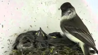 Baby Barn Swallows I