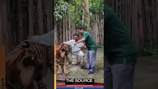Indian tourist attacked by tiger during selfie attempt at Thailand's Tiger Kingdom