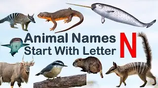 Animal Names Starting with letter N #Spelling #Picture #vocabulary #animals #explore #animalslover