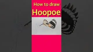How to draw Hoopoe. Hoopoe drawing. short. shorts