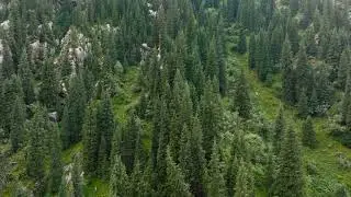 Serene forest landscape with mountains and lush green foliage. Drone view.