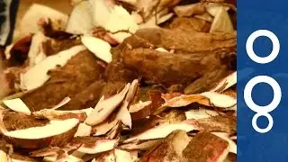 Waste not, want not: Ghana's mushrooming bio-waste initiative