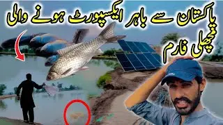 Fish Farm Exported from Pakistan🇵🇰
