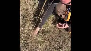 Quail hunting , how to sleep and plant birds