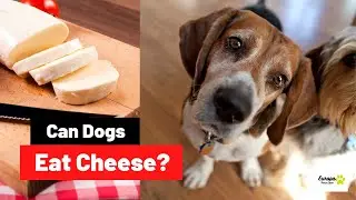 Can Dogs Eat Cheese? All You Need to Know!