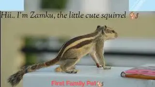 Zamku- The Squirrel | Squirrel Cuddling | Indian Squirrel | Pet Animals |sincap kucaklamaları |