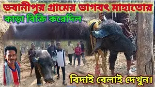 ভবানীপুর গ্রামের ভাগবৎ মাহাতোর কাড়া বিক্রি করে দিল। বিদাই বেলাহ।