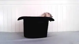 Hedgehog in a Hat