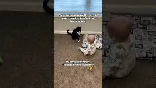 @our.little.nest.diaries: The baby is mobile. The cat is concerned #cat  #catlover #kitty