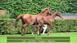 video Ucosta (v. Chaplin x Wizzerd x Heartbreaker) colt