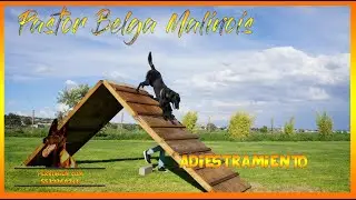Dia 3 adiestramiento canino obediencia basica