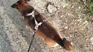 Maszat.  kalandjai17 r&egrave;sz s&egrave;t&aacute;lja vide&oacute;ban 😁