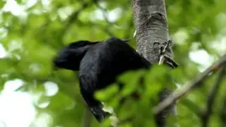 Carpintero negro (Campephilus magellanicus)