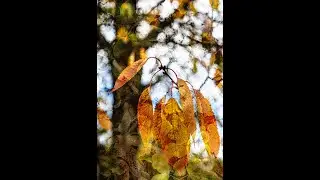 Sauraha Images with Autumn Leaves