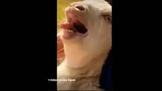 Funny goat #viral #trending #goat #2023 #eid #funny